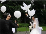 婚庆环保氦气鸽子气球